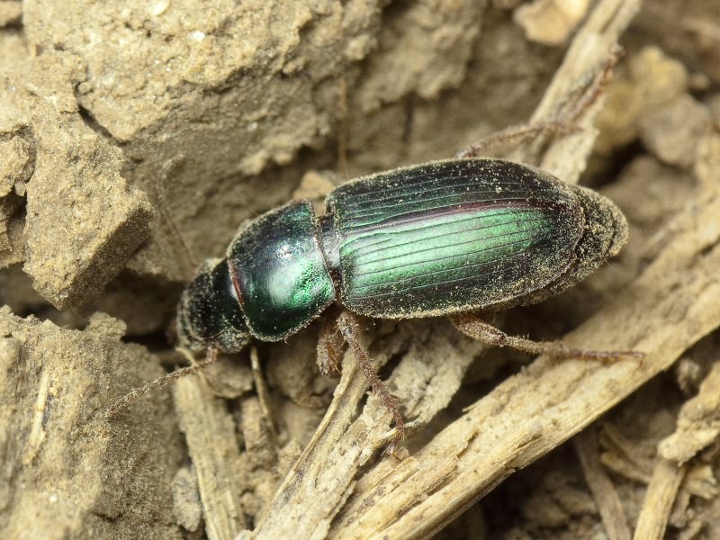 Harpalus affinis (Schrank, 1781)